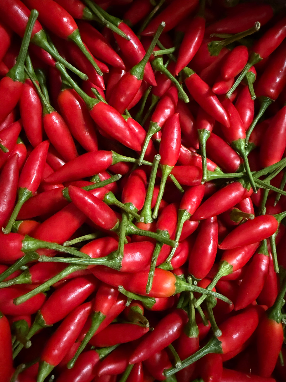 SWEET HEAT BORN FOR THE CHILLI FEST
